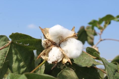 棉定手感，占比低于 65% 风格就偏了